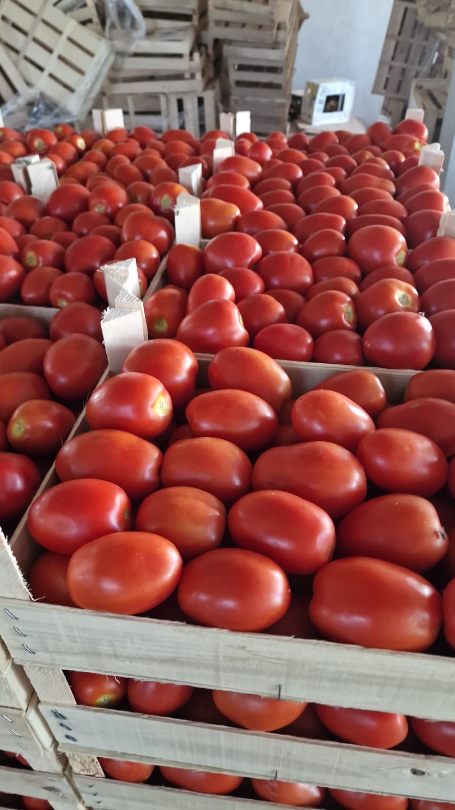 Plum Tomatoes
